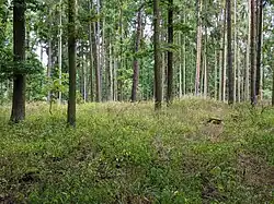 Semenec u Týna nad Vltavou - mohylník poblíž samoty čp. 276 (2).jpg