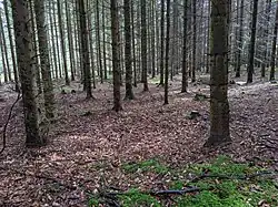 Semenec u Týna nad Vltavou - prostor mohylníku pod vrcholem (8).jpg