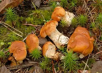 alternativní popis obrázku chybí