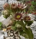 Sempervivum calcareum