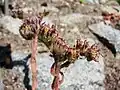 Sempervivum cantabricum