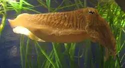 sépie obecná (Sepia officinalis)