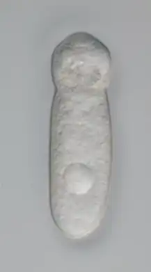 popis obrázku chybí