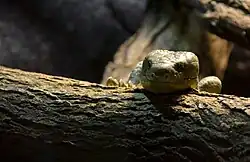 Scink má opřenou hlavu na větvi