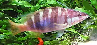 alternativní popis obrázku chybí