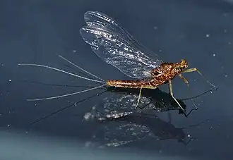 alternativní popis obrázku chybí