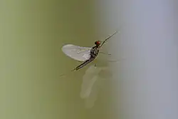 Imago Serratella ignita