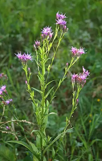 alternativní popis obrázku chybí
