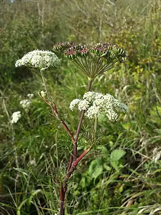alternativní popis obrázku chybí