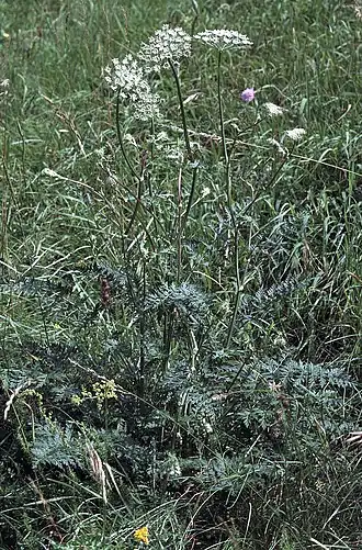 alternativní popis obrázku chybí