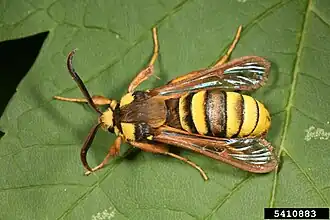 alternativní popis obrázku chybí