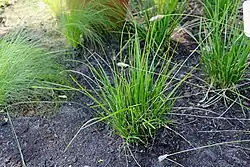 Pěchava vápnomilná (Sesleria caerulea)