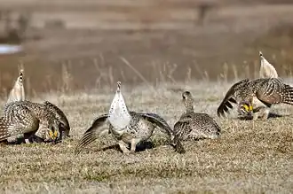 Uklánění tří samců jedné samici