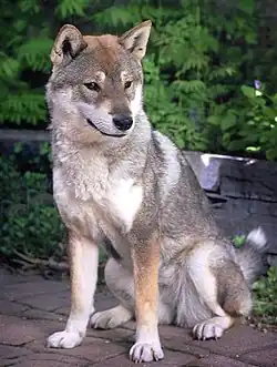 Shikoku-Inu