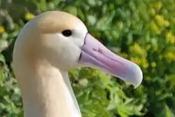 Albatros bělohřbetý - portrét. Albatros má narůžovělé peří a růžový zobák s namodralým koncem