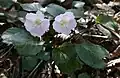 Shortia uniflora