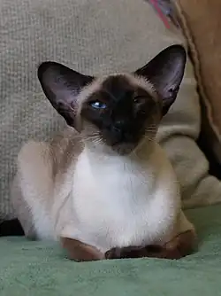 Siamská kočka seal point