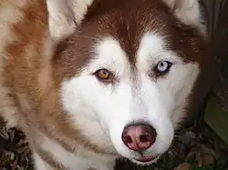 Sibiřský husky s odlišnou barvou očí