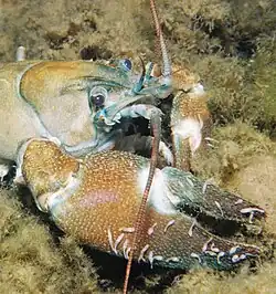 Rak signální se symbiotickými potočnicemi patrnými na klepetě