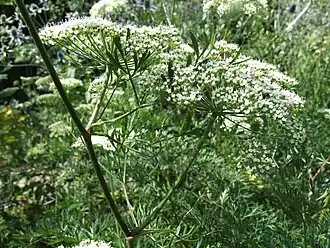 alternativní popis obrázku chybí