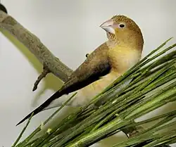 alternativní popis obrázku chybí