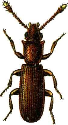 alternativní popis obrázku chybí