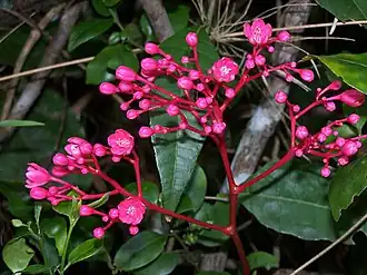 alternativní popis obrázku chybí