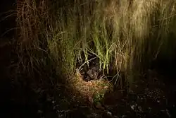 Šimon Pikous: Fotografie z cyklu Die Walküre