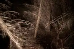 Šimon Pikous: Fotografie z cyklu Die Walküre