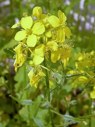 alternativní popis obrázku chybí