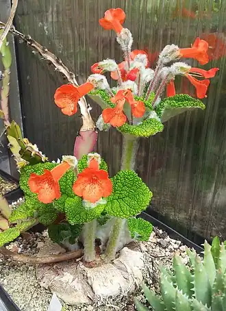 alternativní popis obrázku chybí