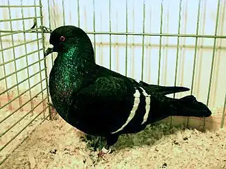 Špaček černý bělopruhý