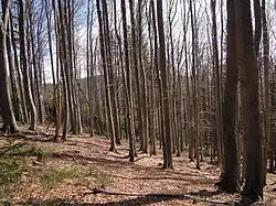 Přírodní památka Skálí