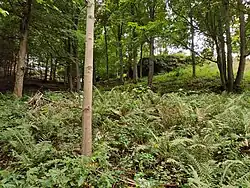 Skála u Štoly František