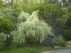 Jedna z chráněných skal