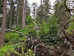 Les na Skalnatém hřbetu