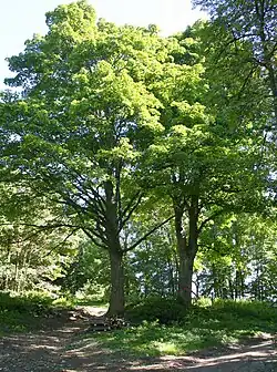 Skupina javorů Ždánov