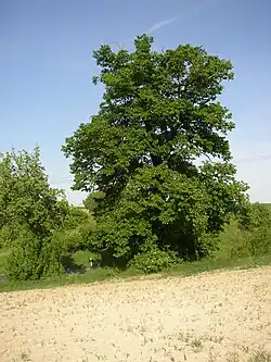 pohled od západu (květen 2012)