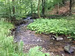 Meandrující Slatina