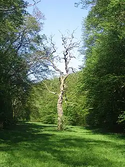 Suchý strom ve Slavičím údolí