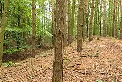 pozůstatky valů hradiště u Horního Přímu