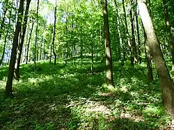 Smíšený les v chráněném území