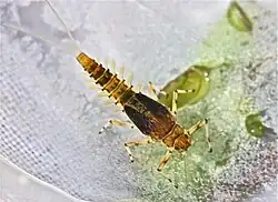 Nymfa Heterocloeon amplum