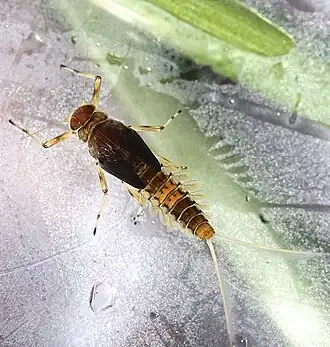 alternativní popis obrázku chybí