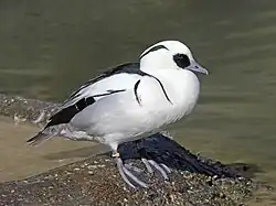 Samec v Sylvan Heights Waterfowl Park, Severní Karolína
