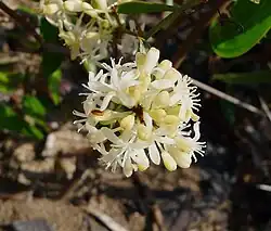 Samčí květenství přestupu drsného