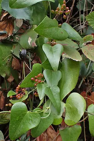 alternativní popis obrázku chybí