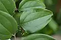 Listy Smilax bracteata