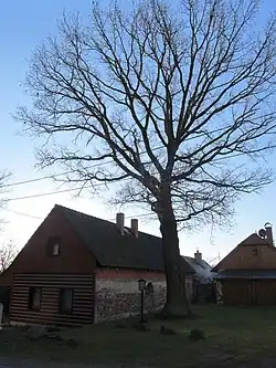 Památný dub u čp. 7