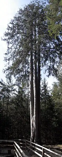 Celkový pohled na strom